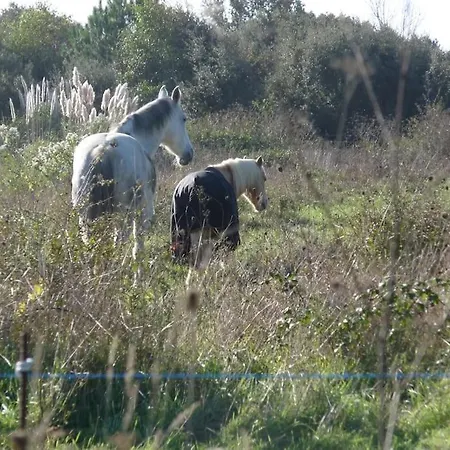 Tatil Evi Petite Maison De Pecheur Et Velos Les Sables-dʼOlonne